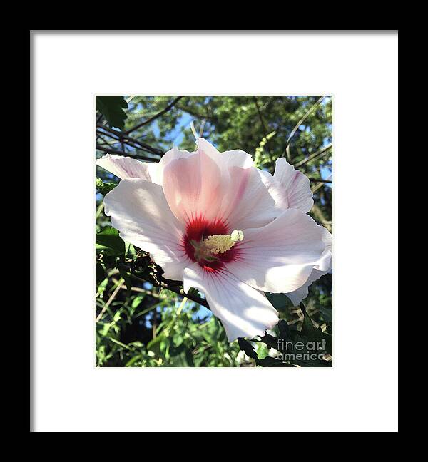 Hibiscus Flower Framed Print featuring the photograph Pale Pink Hibiscus by CAC Graphics