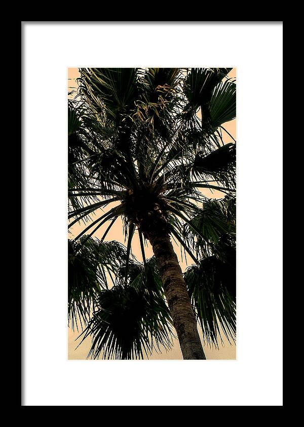 Florida Framed Print featuring the photograph Palm Against the Sky by Frank Mari