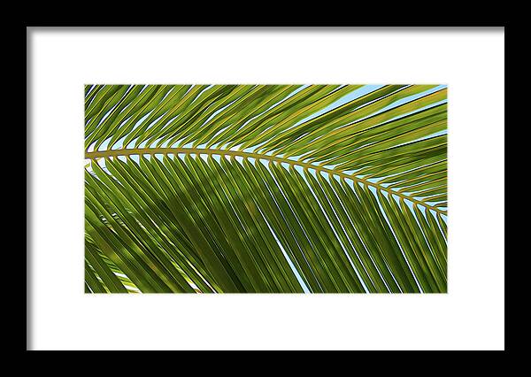 Palm Framed Print featuring the digital art Palm Branch Smooth by Geoff Strehlow