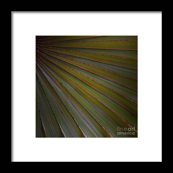 Palm Framed Print featuring the photograph Palm by Denise Railey