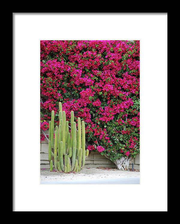 Cactus Framed Print featuring the photograph Palm Desert Blooms by Carol Eliassen