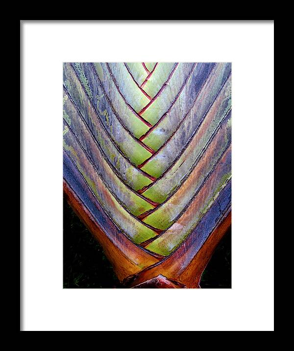 Bali Framed Print featuring the photograph Palm Frond by Mark Egerton