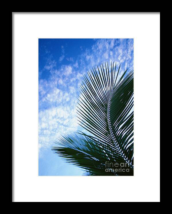 Afternoon Framed Print featuring the photograph Palm Fronds And Clouds by Dana Edmunds - Printscapes