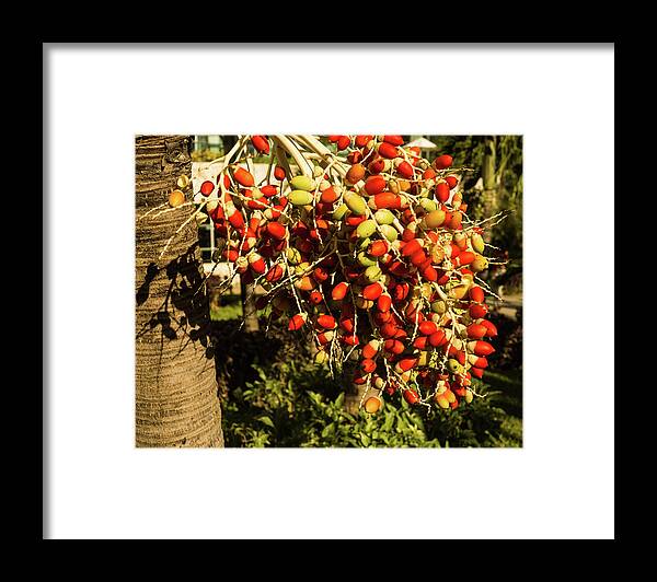  Framed Print featuring the photograph Palm Fruit by James Gay