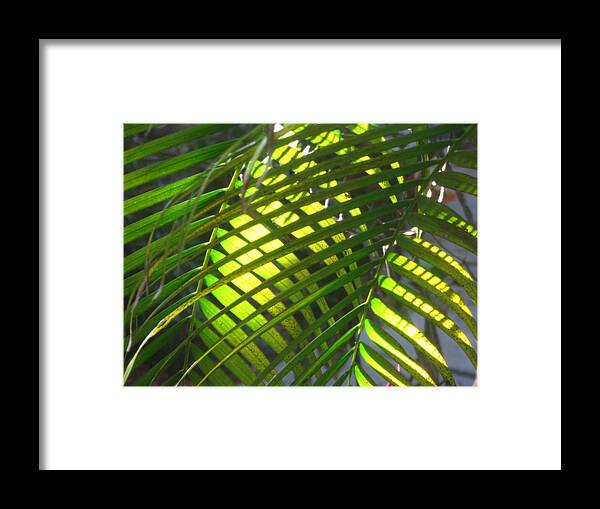 Art Framed Print featuring the photograph Palm leaves in sun by T Guy Spencer