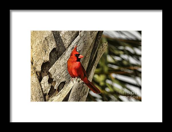 Cardinal Framed Print featuring the photograph Palm Perch by Deborah Benoit