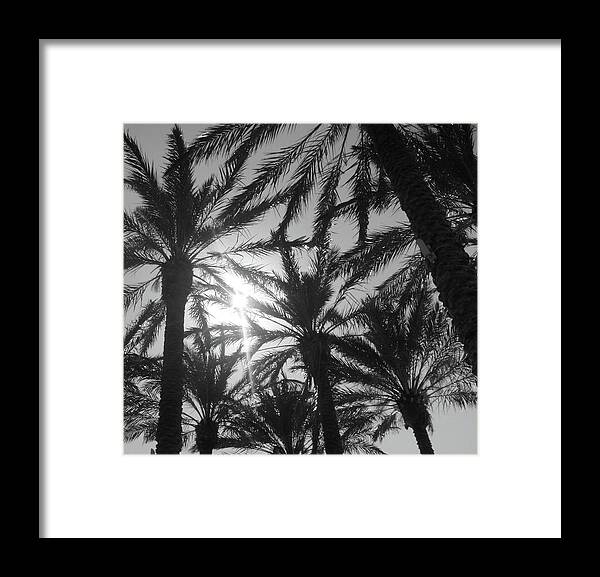Palm Framed Print featuring the photograph Palm Saturday by WaLdEmAr BoRrErO