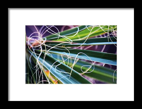 Close-up Framed Print featuring the photograph Palm Strings by John Glass