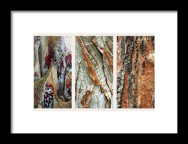 Bark Framed Print featuring the photograph Palm Tree Bark Triptych by Jessica Jenney