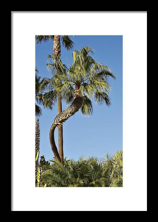 Linda Brody Framed Print featuring the photograph Palm Tree Needs A Chiropractor by Linda Brody