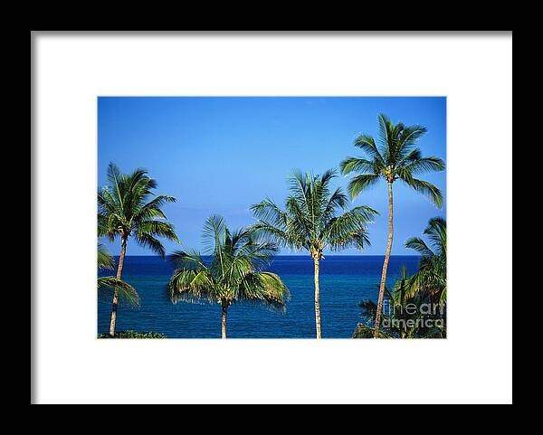 Afternoon Framed Print featuring the photograph Palm Tree Tops by Kyle Rothenborg - Printscapes