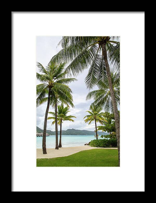 Palms Framed Print featuring the photograph Palm Trees 1 by Sharon Jones