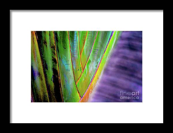 Palm Framed Print featuring the photograph The Palms Hawaii by D Davila
