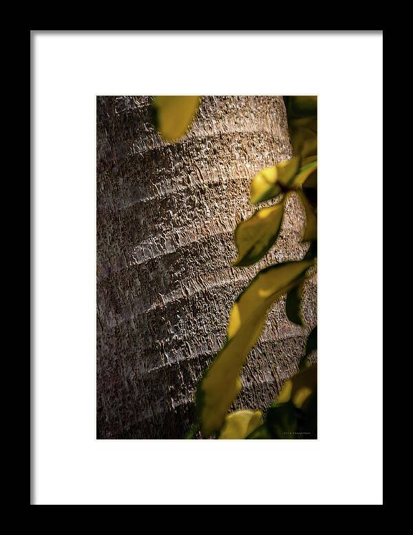 Coconut Grove Framed Print featuring the photograph Palm Trunk - Miami by Frank Mari