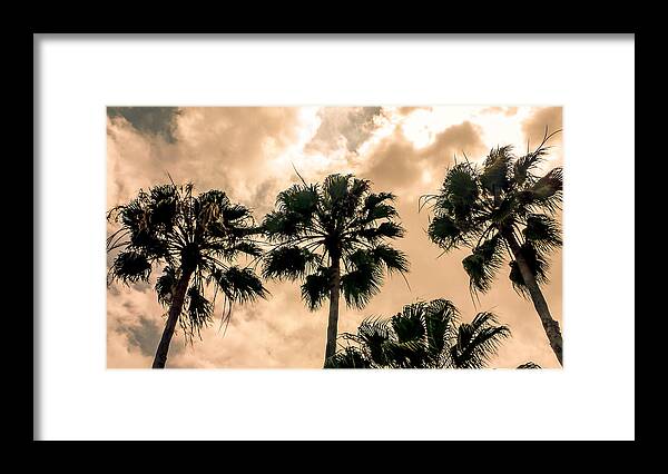 Florida Framed Print featuring the photograph Palms Against the Sky by Frank Mari