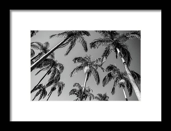 Palm Trees Framed Print featuring the photograph Palms Up I by Ryan Weddle