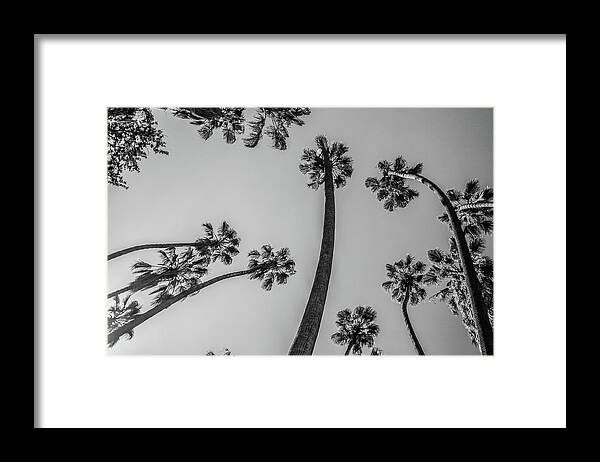 Palm Trees Framed Print featuring the photograph Palms Up II by Ryan Weddle