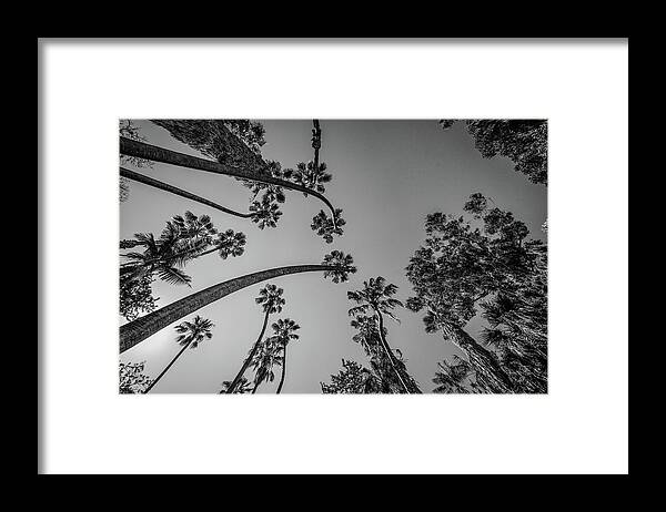 Palm Trees Framed Print featuring the photograph Palms Up III by Ryan Weddle