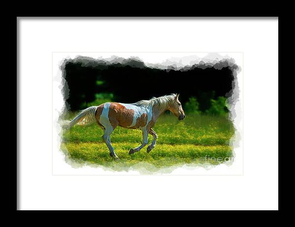 Palomino Framed Print featuring the photograph Palomino galloping in field by Dan Friend