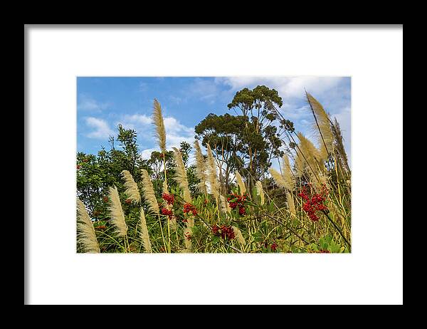 Berries Framed Print featuring the photograph Pampas grass and red berries against blue sky by Roslyn Wilkins