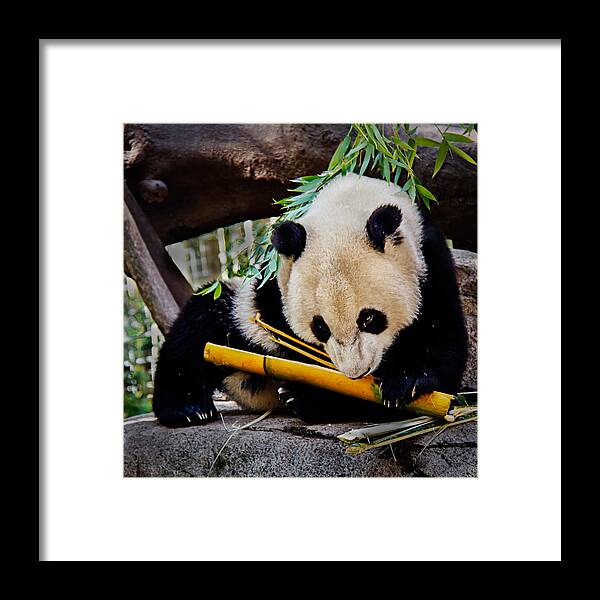 Animals Framed Print featuring the photograph Panda Bear by Robert Bales