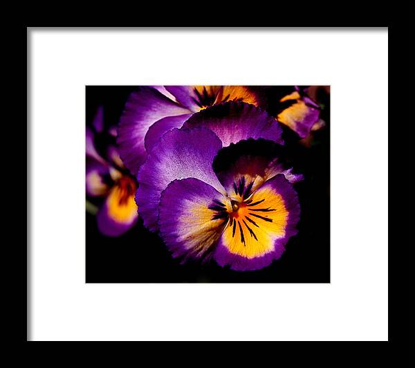 Pansies Framed Print featuring the photograph Pansies by Rona Black