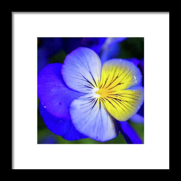 Pansy Framed Print featuring the photograph Pansy Close-up Square by Lisa Blake
