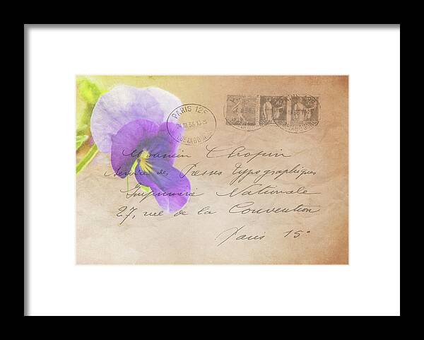 Pansy Framed Print featuring the photograph Pansy Postcard by Cathy Kovarik