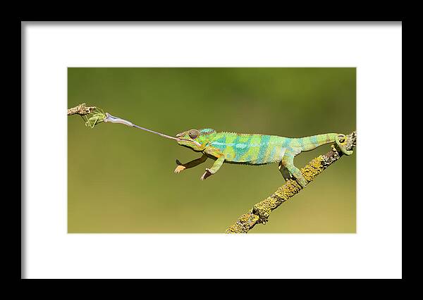 Lizard Framed Print featuring the photograph Panther Chameleon by Milan Zygmunt