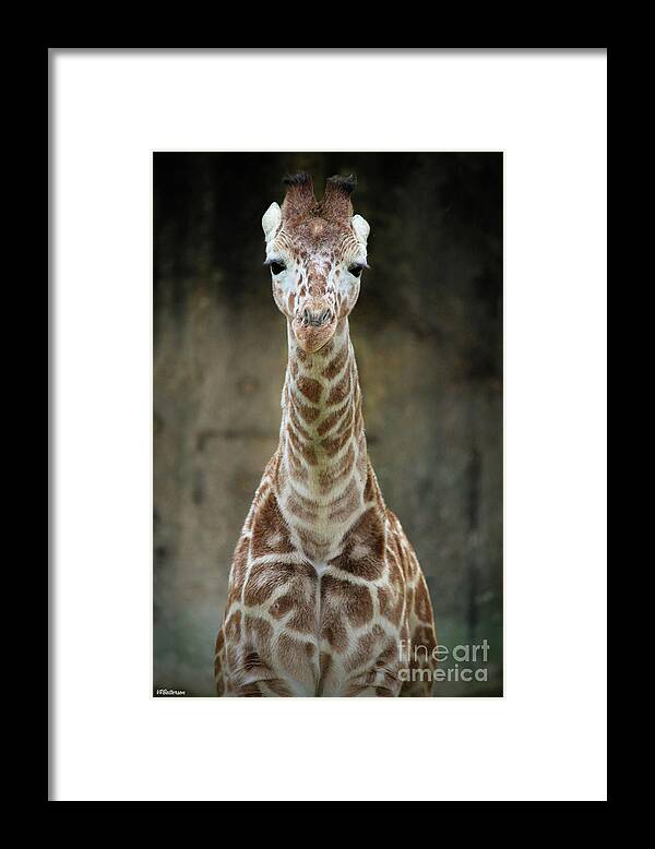 Panya Framed Print featuring the photograph Panya Memphis Zoo by Veronica Batterson