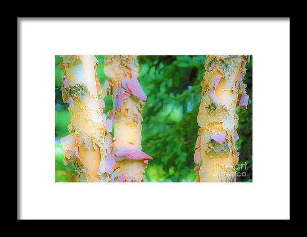 Trees Framed Print featuring the photograph Paper thin Bark by Merle Grenz