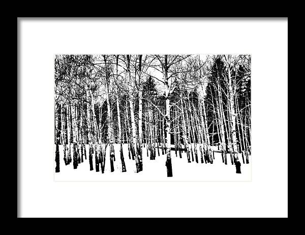Aspens Framed Print featuring the photograph Parade of Aspens by Jacqui Binford-Bell