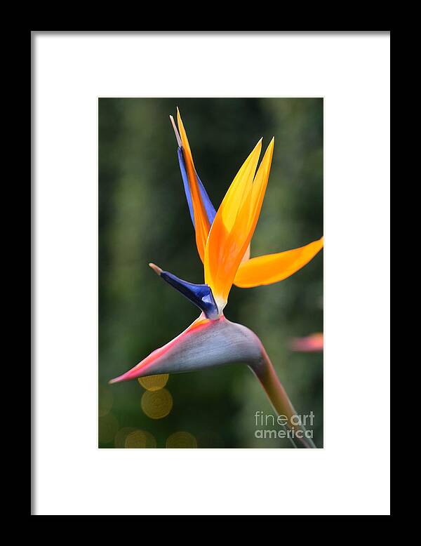 Floral Framed Print featuring the photograph Paradise Profile by Cindy Manero