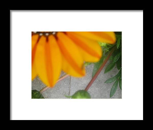 Flower Framed Print featuring the photograph Parcial flower by Anamarija Marinovic