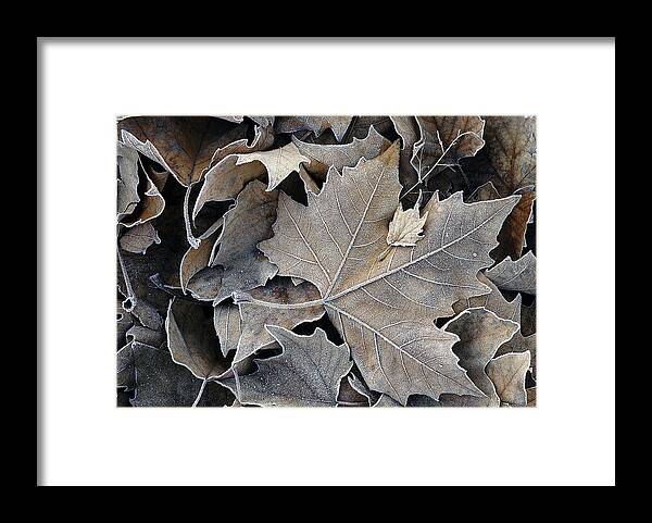 Maple Framed Print featuring the photograph Parental by DArcy Evans