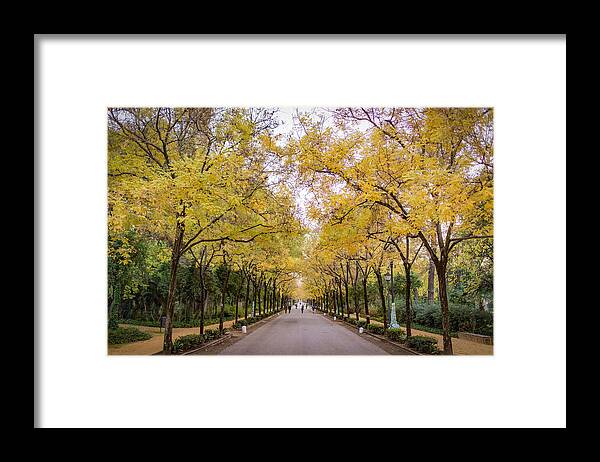 Autumn Framed Print featuring the photograph Parque de Maria Luisa Sevilla Spain by Adam Rainoff