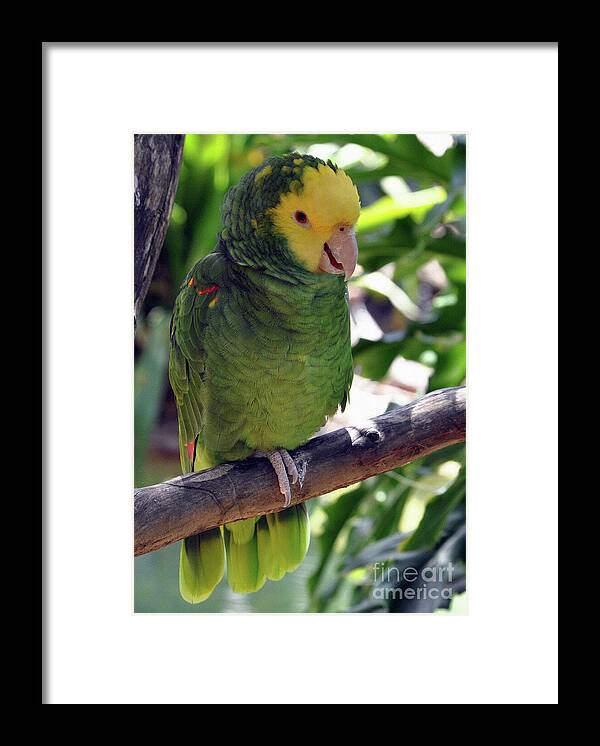 Parrot Framed Print featuring the photograph Parrot 2 by Lydia Holly