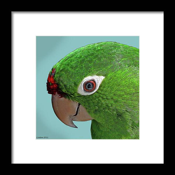 Red-lored Parrot Framed Print featuring the photograph Parrot Portrait by Larry Linton