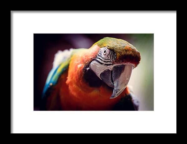 Parrot Framed Print featuring the photograph Parrot Selfie by Cross Version