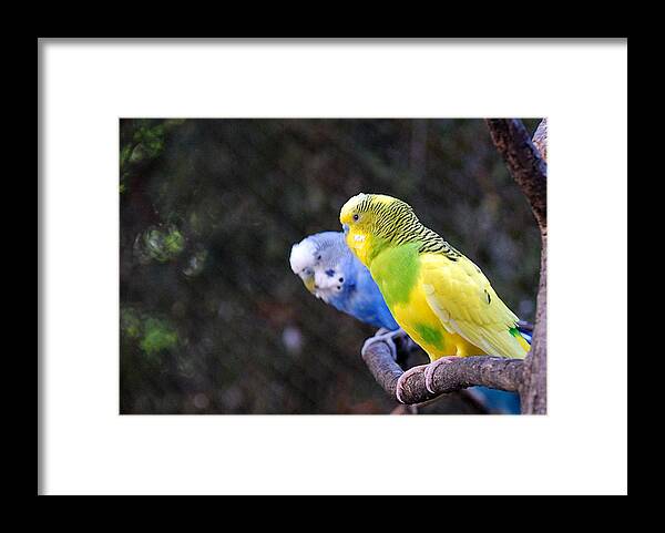 Ft. Worth Framed Print featuring the photograph Parrot Talk by Kenny Glover
