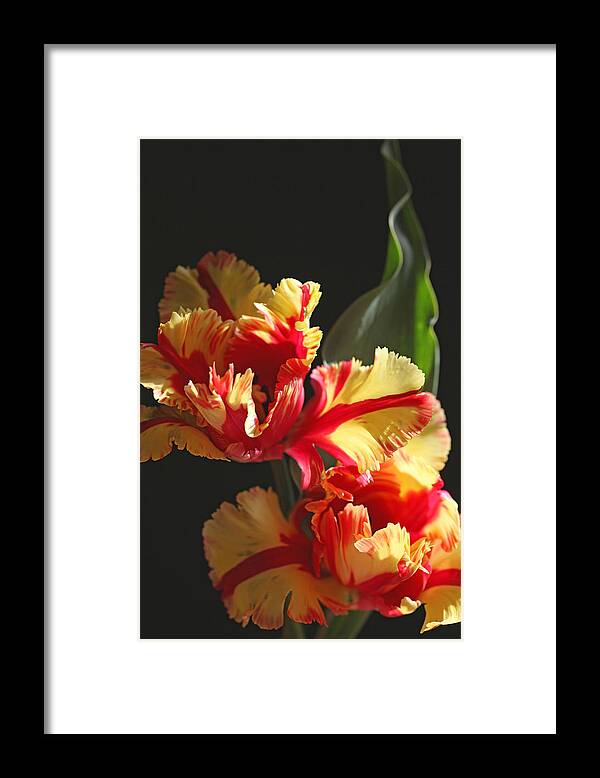 Tulip Framed Print featuring the photograph Parrot Tulip by Tammy Pool