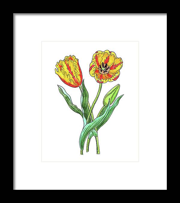 Parrot Tulips Framed Print featuring the painting Parrot Tulips Botanical Watercolor by Irina Sztukowski