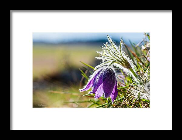 Anemone Pulsatilla Framed Print featuring the photograph Pasque Flower by Torbjorn Swenelius