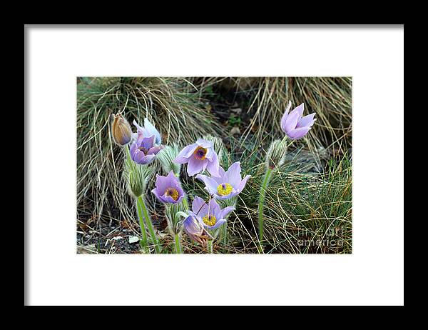 Flower Framed Print featuring the photograph Pasqueflower by Michal Boubin