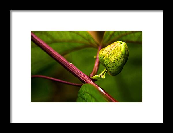  Framed Print featuring the photograph Passion Flower Bud Tercera by Micah Goff