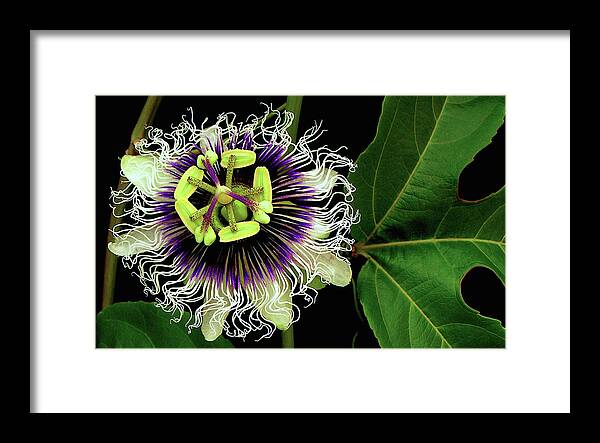 Hawaii Iphone Cases Framed Print featuring the photograph Passion Flower by James Temple