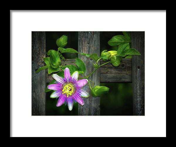 Passion Flower On The Fence Framed Print featuring the photograph Passion Flower on the Fence by Carolyn Derstine