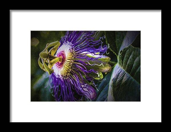 Passion Flower Framed Print featuring the painting Passion Flower Profile by Barry Jones