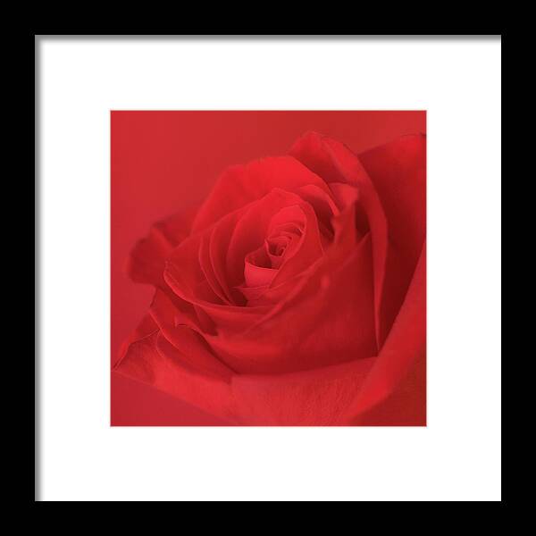 Red Rose Framed Print featuring the photograph Passion by Holly Ross