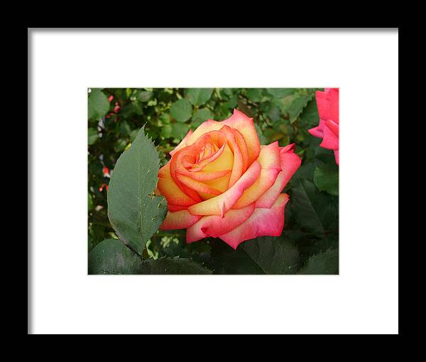 Roses Framed Print featuring the photograph Passionate Morning by Anjel B Hartwell